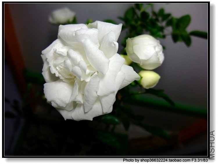 DSCF1039.JPG