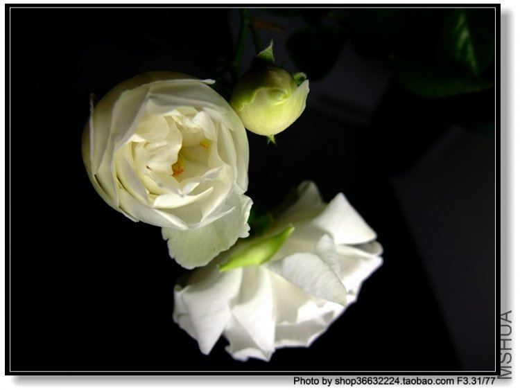 DSCF1044.JPG