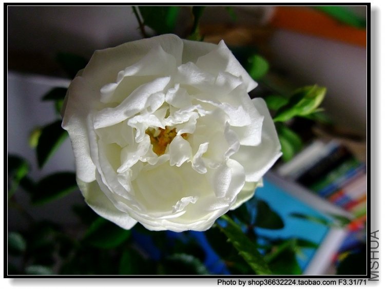 DSCF1040.JPG