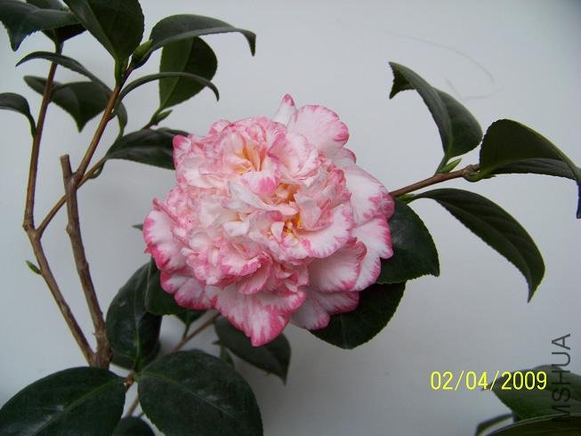 100_1203.JPG