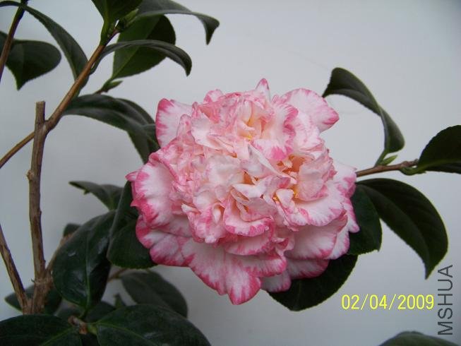 100_1202.JPG