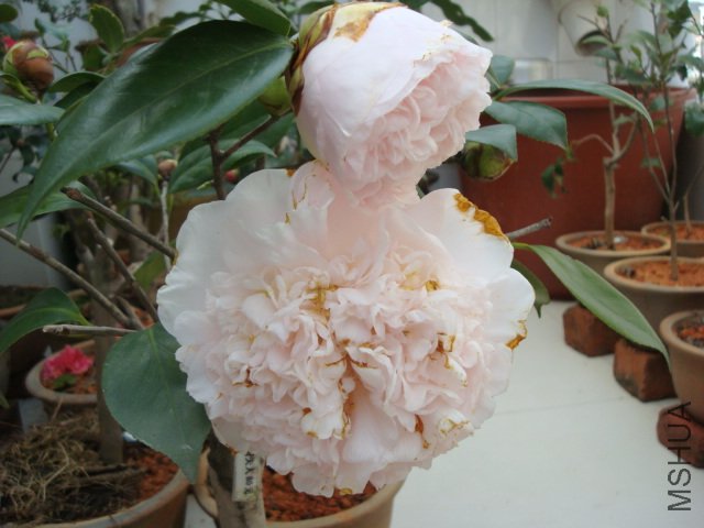 ����֮�裬��ʱ�Ļ�����15cm�ˡ�