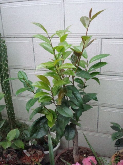 ǰ�γ�ѿ�������ͣ�������ѿ�Ѿ���ʼת���ˣ������軨��û��ѿ�أ������Ƿ��ˡ�