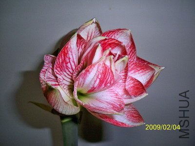 ��Ƭ 2550(400).jpg