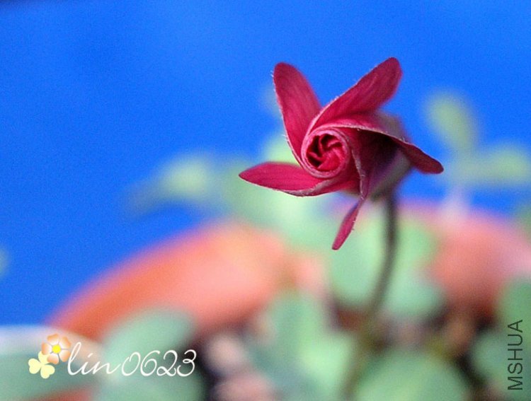 Oxalis obtusa Coral.JPG