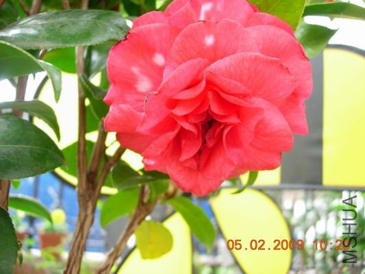 ������С DSCN0940.JPG