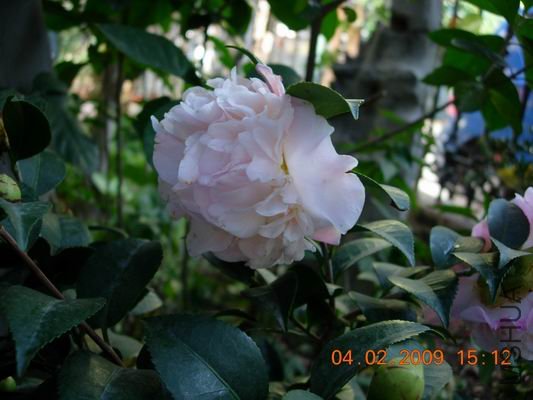 ������С DSCN0935.JPG