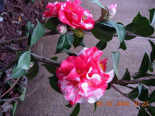 ������С DSCN0942.JPG