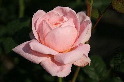 Queen of Sweden9.JPG