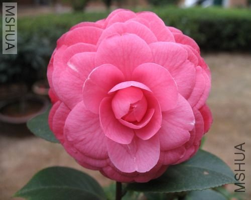 2007[1].2.10 017_��С��С.jpg