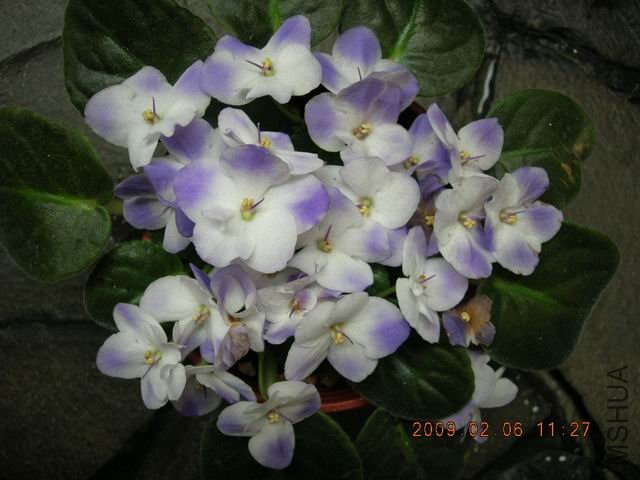 �{����Сafrican violet-������-2009-0216-DSCN0108.JPG
