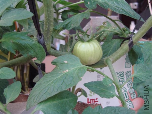 ������ guo.JPG