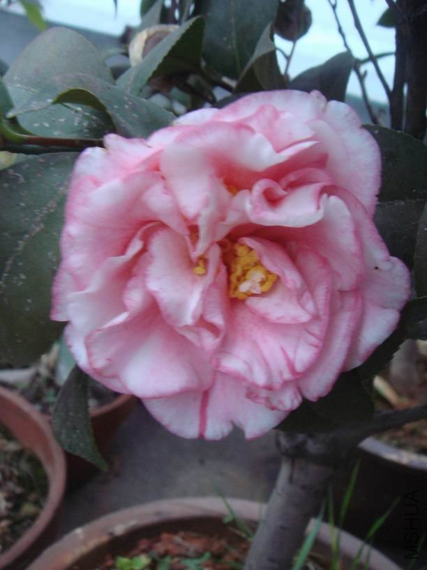 ��ת DSC02115.JPG