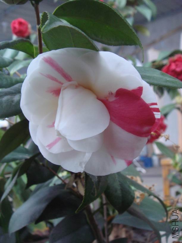 �ڶ������þ�