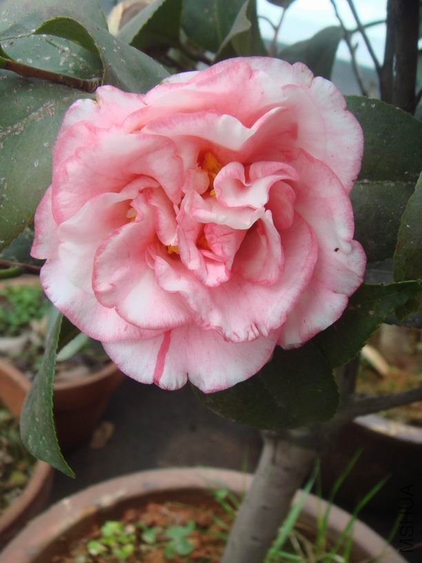 ��ת DSC02094.JPG