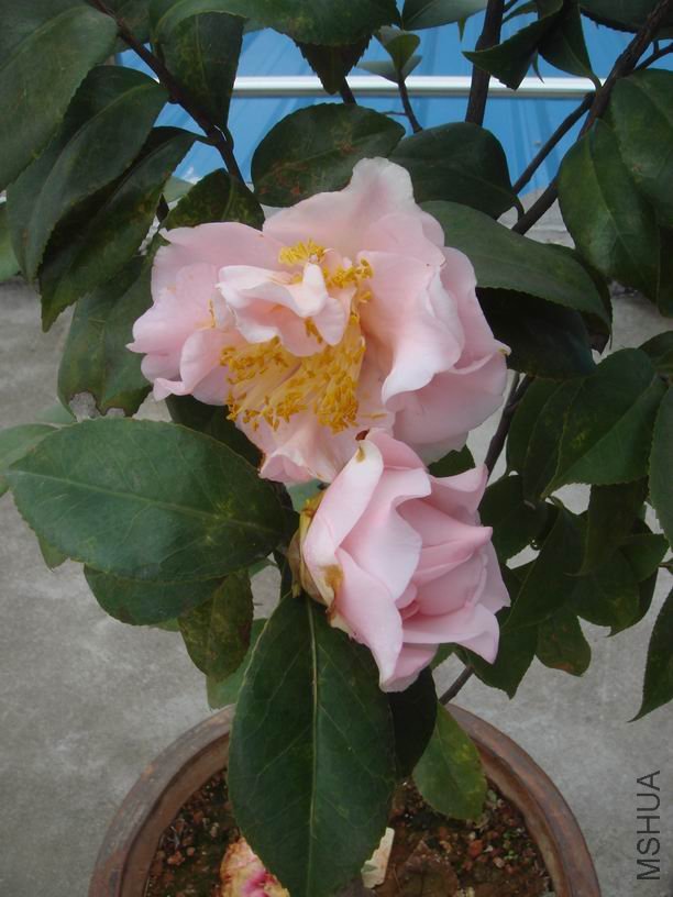 ��ת DSC02103.JPG