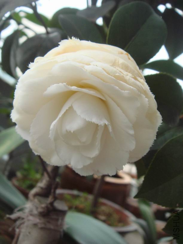 ��ת DSC02086.JPG