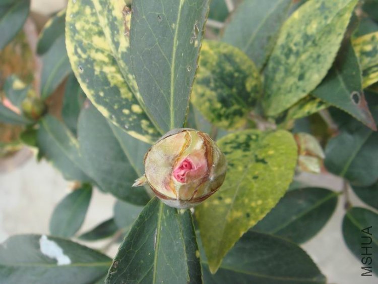 ��֪����ŭ��ɽ���ӽ���