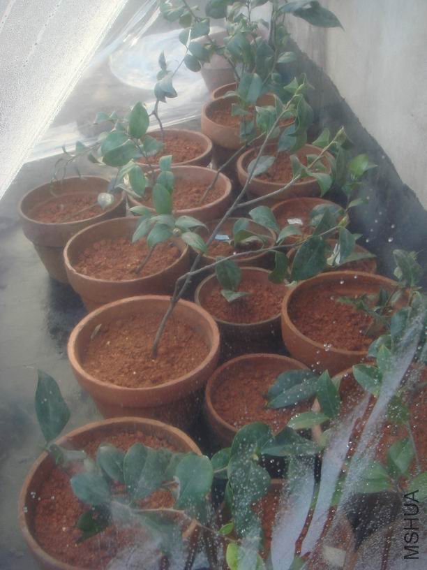 ��ת DSC02125.JPG