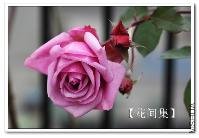 IMG_1876 ����.jpg