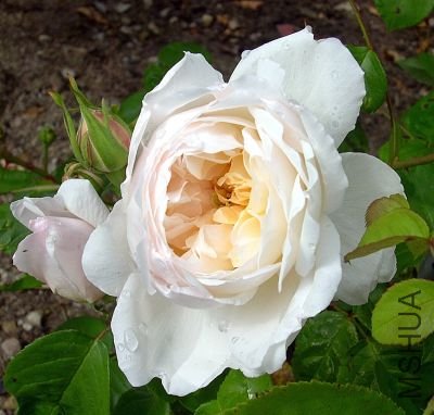 Glamis Castle����ߥ�������å���5.jpg
