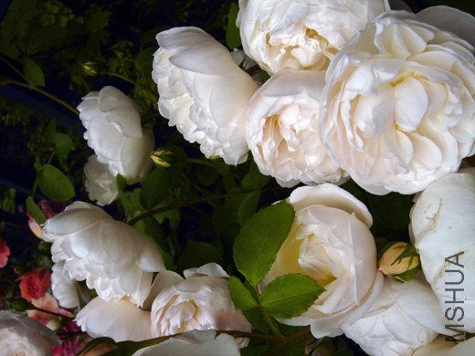 Glamis Castle����ߥ�������å���9.jpg