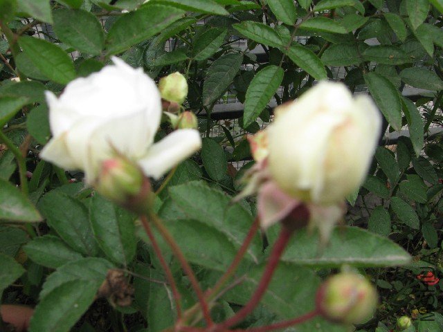 IMG_0697.JPG