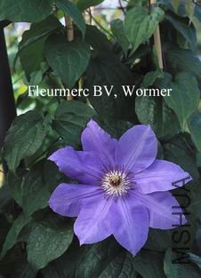 ������С 77132.jpg