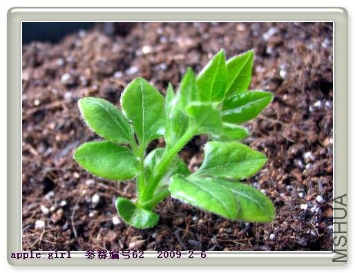 ��Ƭ20090206 025.jpg