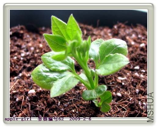 ��Ƭ20090206 026.jpg