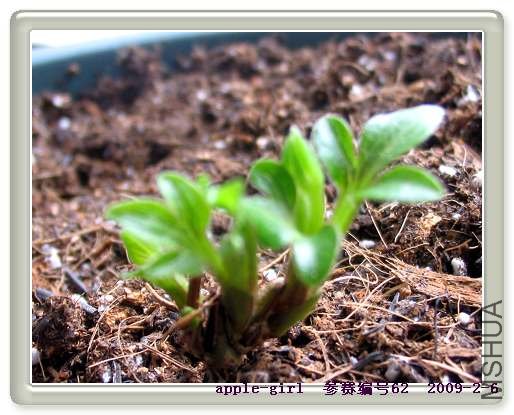 ��Ƭ20090206 023.jpg