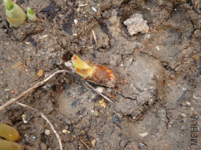 �����ȵ�