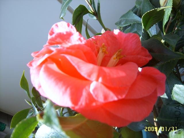 SUC51459.JPG