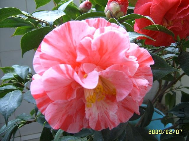 SUC51475.JPG