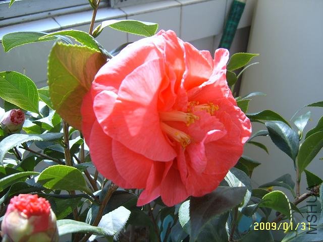 SUC51458.JPG