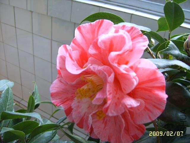 SUC51477.JPG