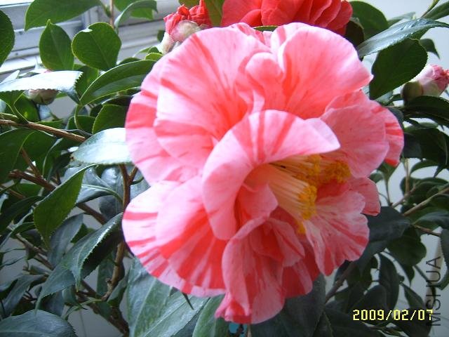 SUC51476.JPG