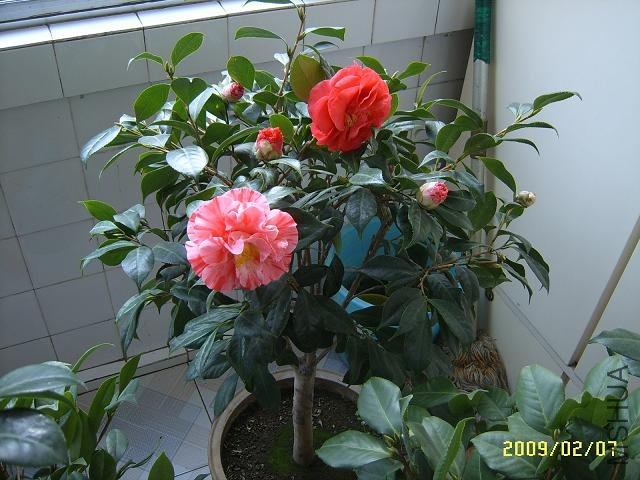 SUC51482.JPG