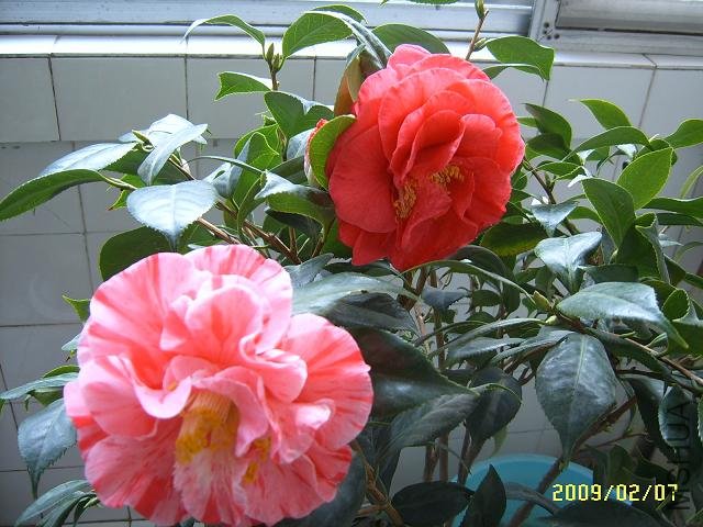 SUC51478.JPG