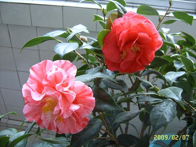 SUC51479.JPG