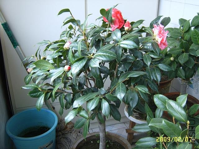 SUC51481.JPG