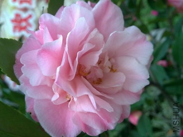 20090208178.jpg