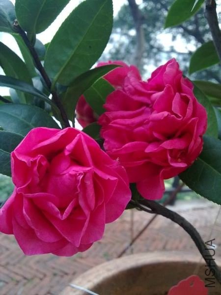 TN_20090208200.JPG