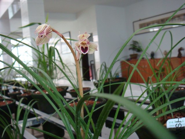 DSC00246.JPG