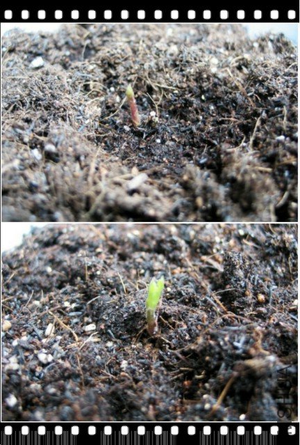 �����ϵĸ�ͷ������ô�ߣ�����Ҷѿ��ʼ��չ��