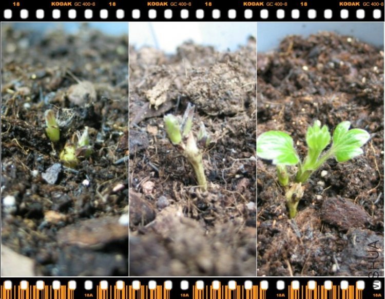 ��Ů��������Ů���ɰ���ҶƬ���˳���ϣ����