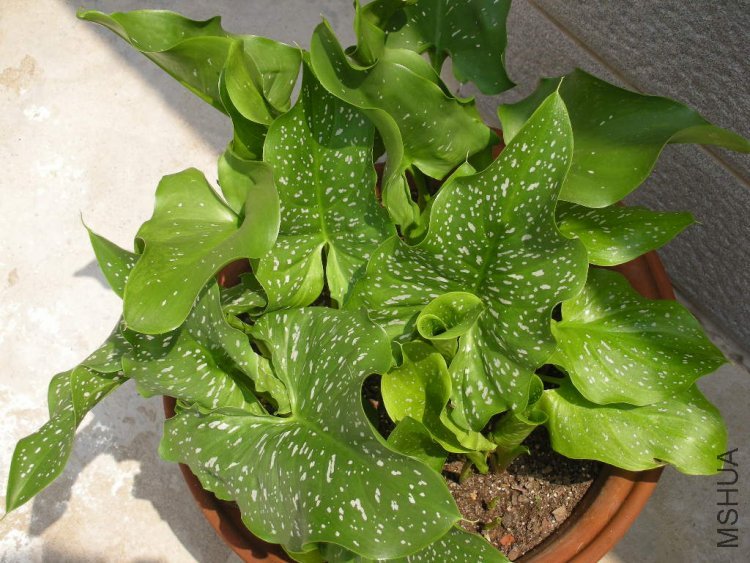 û��֮ǰ��Ҷ��