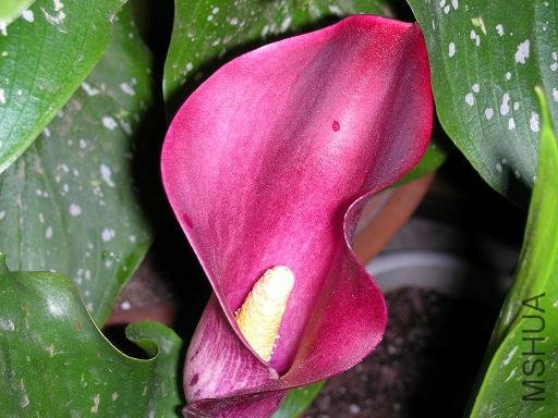 ���������