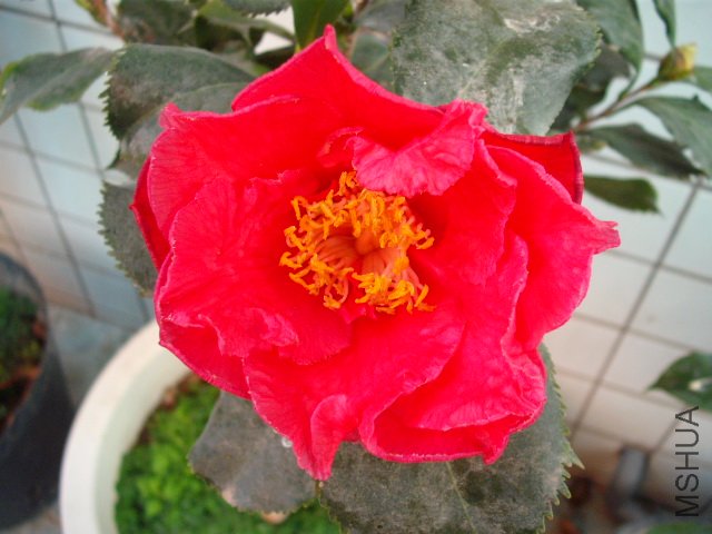 ��Ҷ�滨Ҳ���ˣ����������ɫ�ʺܽӽ����ҵ��������ɫ�����У����ĳɺ�ɫ��