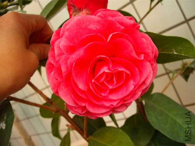 ��������ĥɰ�ĸо�